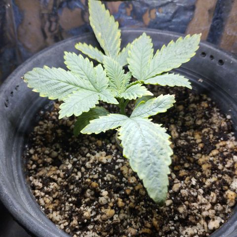 Skunk da matinha ♀️ growlog timeline photo