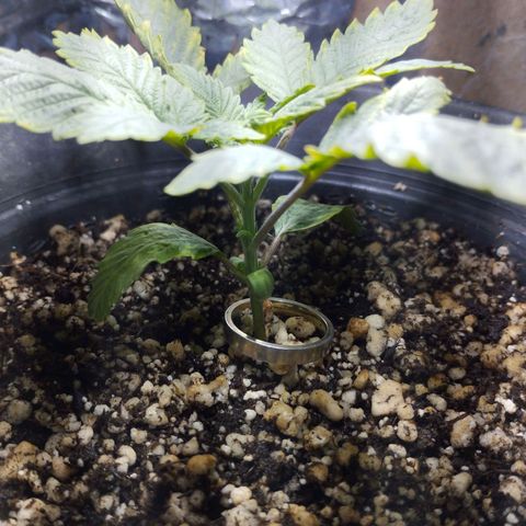 Skunk da matinha ♀️ growlog timeline photo