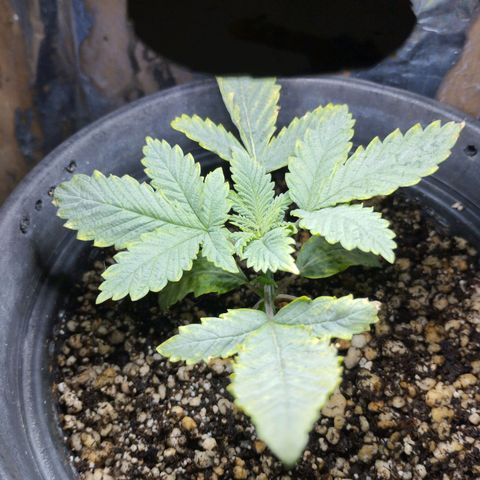 Skunk da matinha ♀️ growlog timeline photo