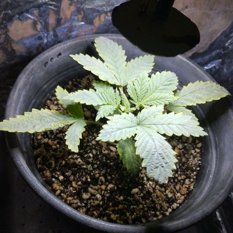 Skunk da matinha ♀️ growlog timeline photo
