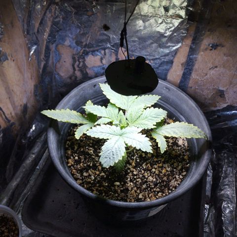 Skunk da matinha ♀️ growlog timeline photo