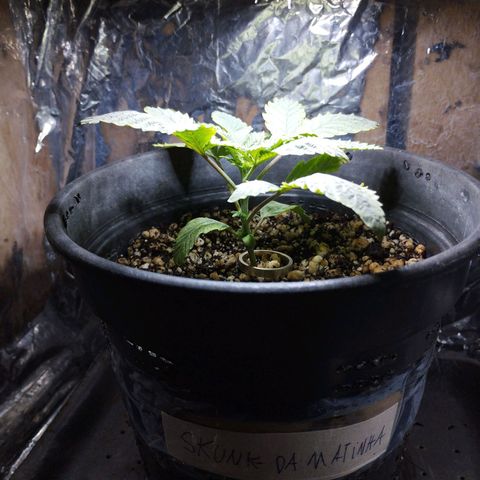 Skunk da matinha ♀️ growlog timeline photo