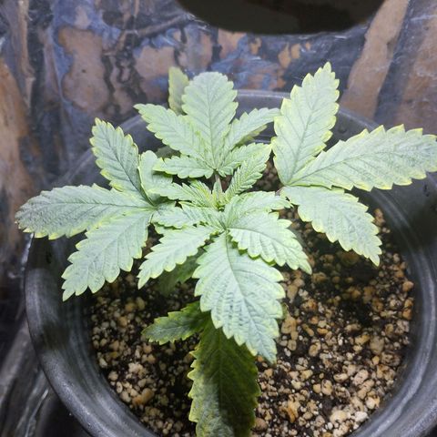 Skunk da matinha ♀️ growlog timeline photo