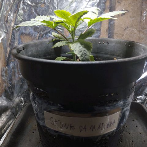 Skunk da matinha ♀️ growlog timeline photo