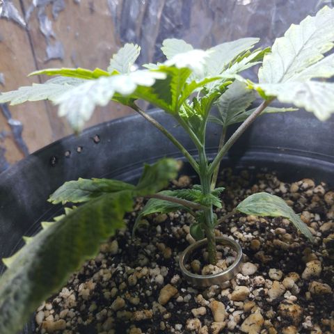 Skunk da matinha ♀️ growlog timeline photo