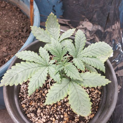 Skunk da matinha ♀️ growlog timeline photo