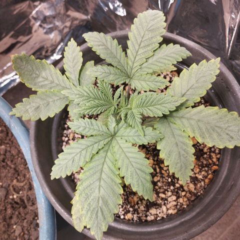 Skunk da matinha ♀️ growlog timeline photo