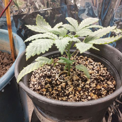 Skunk da matinha ♀️ growlog timeline photo