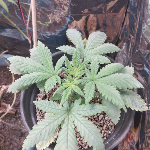 Skunk da matinha ♀️ growlog timeline photo