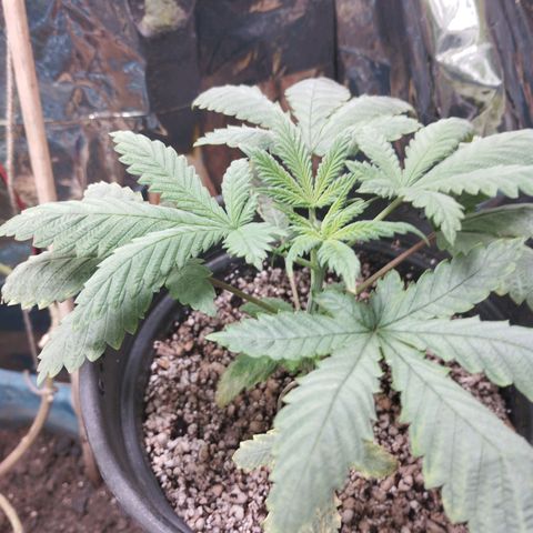 Skunk da matinha ♀️ growlog timeline photo
