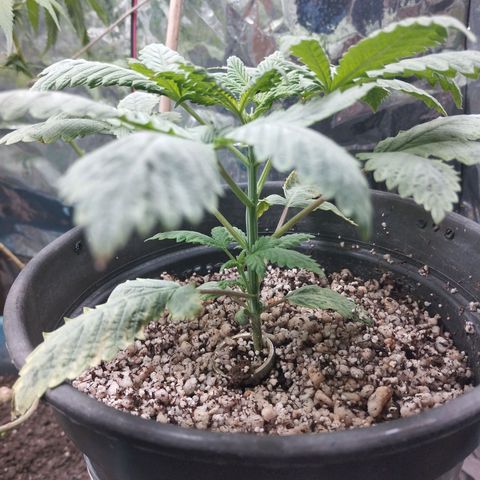Skunk da matinha ♀️ growlog timeline photo