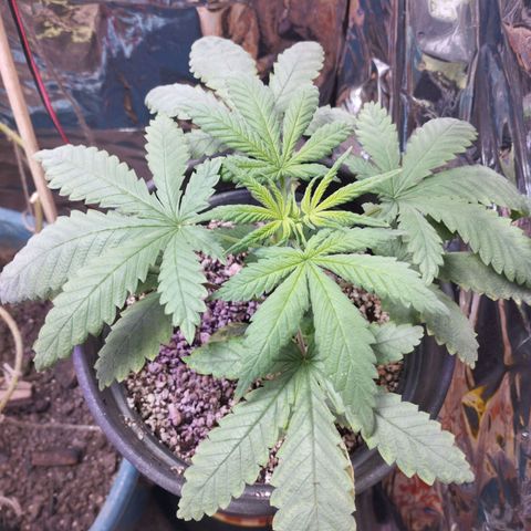 Skunk da matinha ♀️ growlog timeline photo