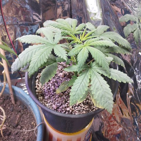 Skunk da matinha ♀️ growlog timeline photo
