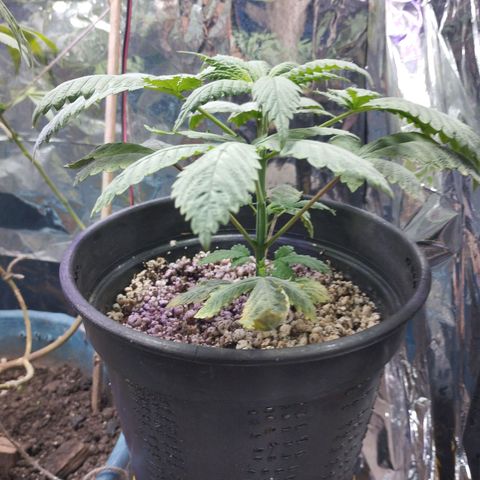 Skunk da matinha ♀️ growlog timeline photo