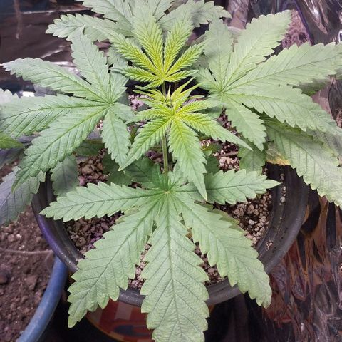 Skunk da matinha ♀️ growlog timeline photo
