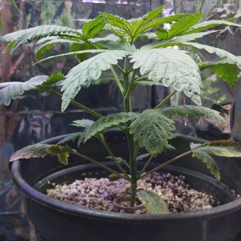 Skunk da matinha ♀️ growlog timeline photo