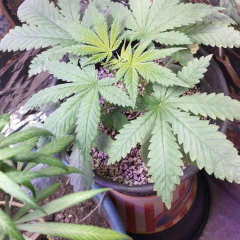 Skunk da matinha ♀️ growlog timeline photo