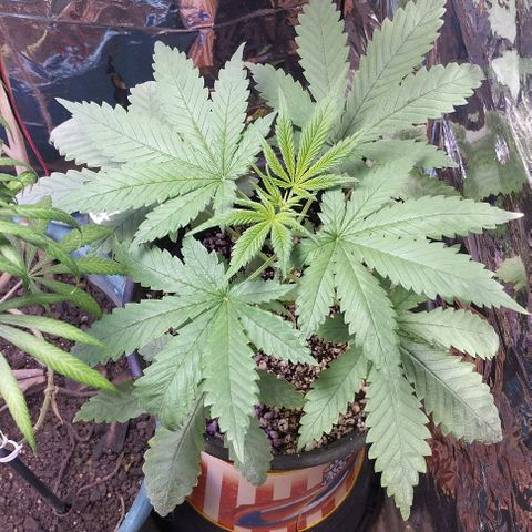 Skunk da matinha ♀️ growlog timeline photo