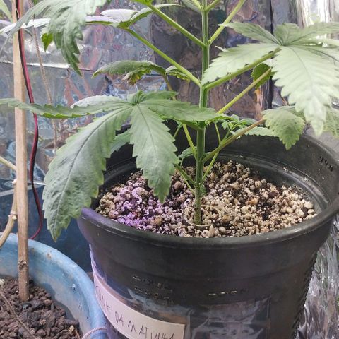 Skunk da matinha ♀️ growlog timeline photo
