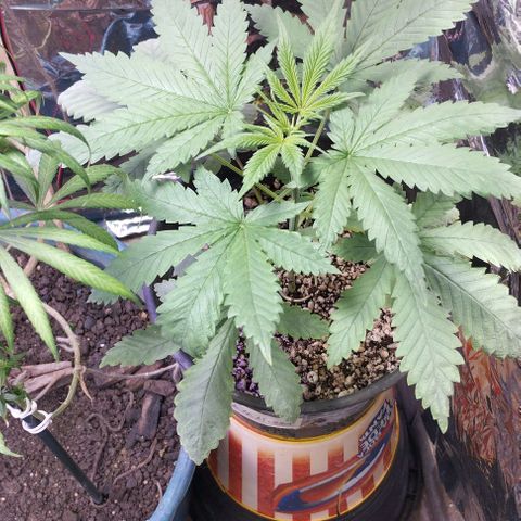 Skunk da matinha ♀️ growlog timeline photo