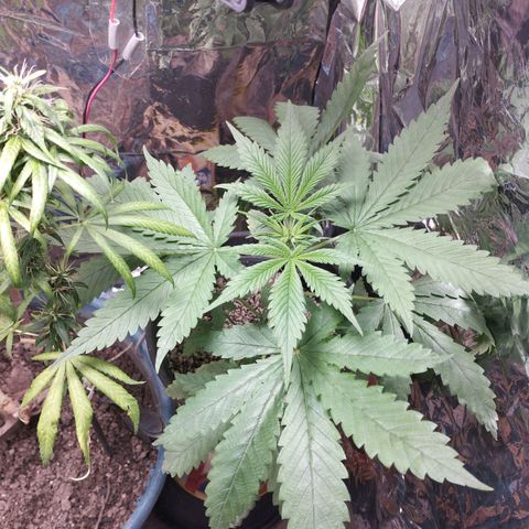 Skunk da matinha ♀️ growlog timeline photo