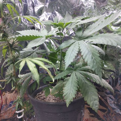 Skunk da matinha ♀️ growlog timeline photo