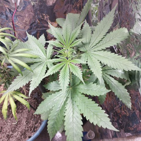 Skunk da matinha ♀️ growlog timeline photo
