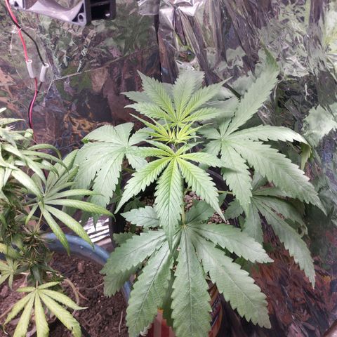 Skunk da matinha ♀️ growlog timeline photo