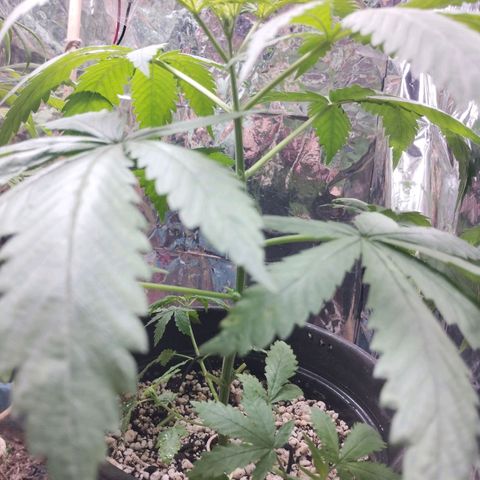 Skunk da matinha ♀️ growlog timeline photo