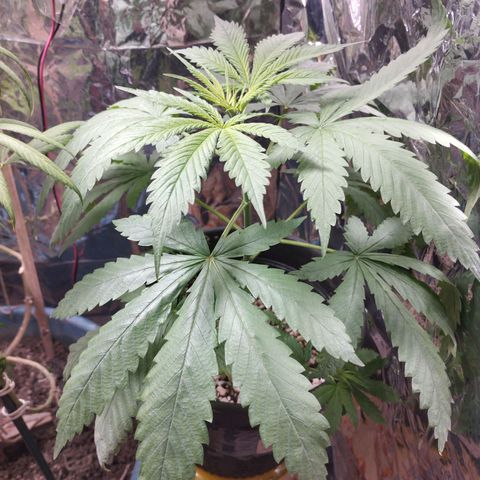 Skunk da matinha ♀️ growlog timeline photo
