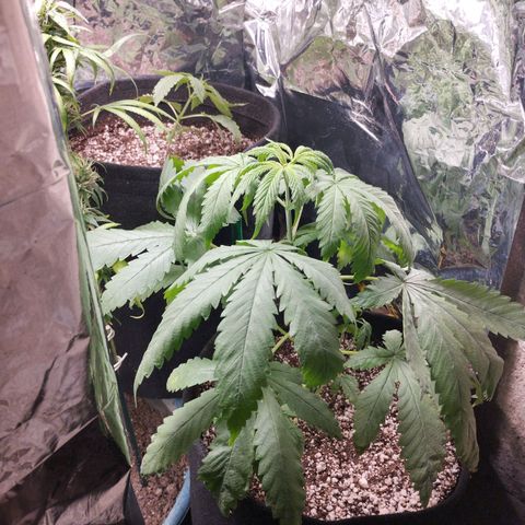 Skunk da matinha ♀️ growlog timeline photo