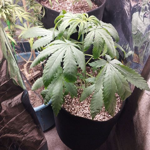 Skunk da matinha ♀️ growlog timeline photo