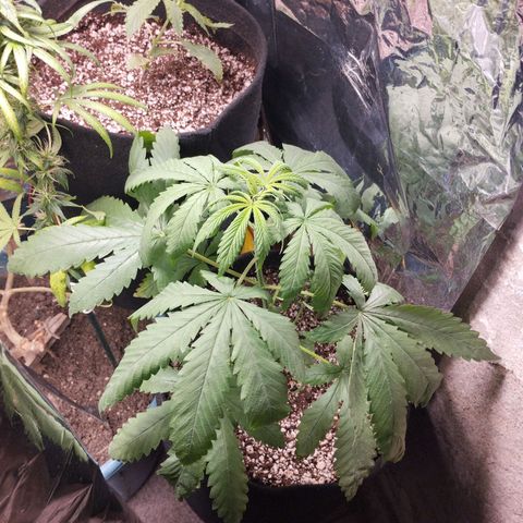 Skunk da matinha ♀️ growlog timeline photo