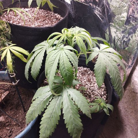 Skunk da matinha ♀️ growlog timeline photo