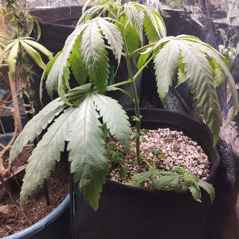 Skunk da matinha ♀️ growlog timeline photo