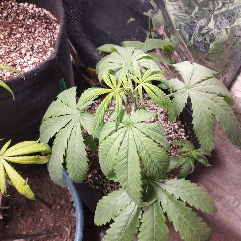 Skunk da matinha ♀️ growlog timeline photo