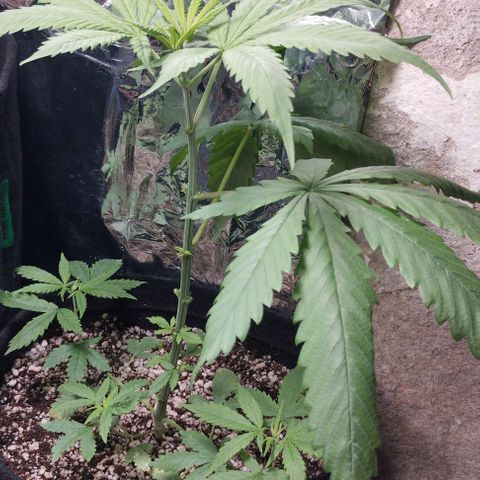 Skunk da matinha ♀️ growlog timeline photo