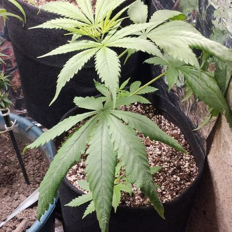 Skunk da matinha ♀️ growlog timeline photo