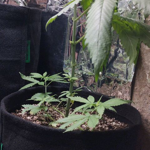 Skunk da matinha ♀️ growlog timeline photo