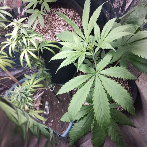 Skunk da matinha ♀️ growlog timeline photo