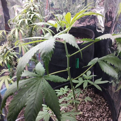 Skunk da matinha ♀️ growlog timeline photo