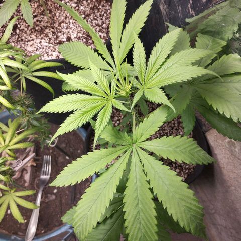 Skunk da matinha ♀️ growlog timeline photo