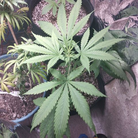 Skunk da matinha ♀️ growlog timeline photo