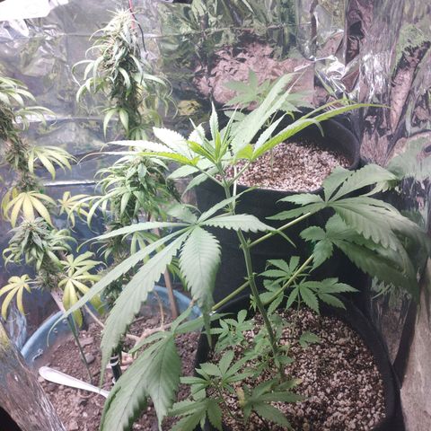 Skunk da matinha ♀️ growlog timeline photo