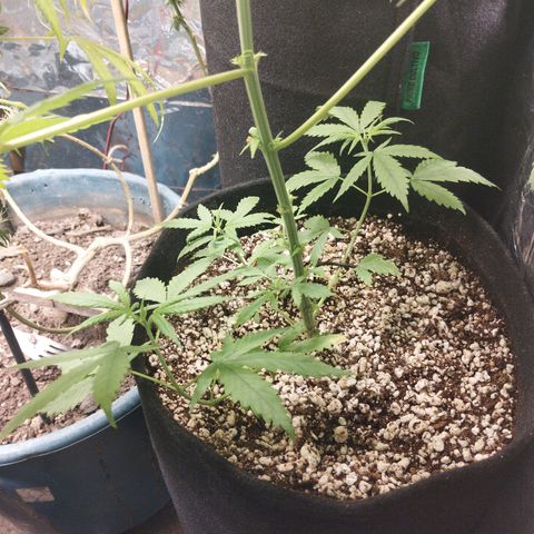 Skunk da matinha ♀️ growlog timeline photo
