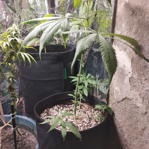 Skunk da matinha ♀️ growlog timeline photo