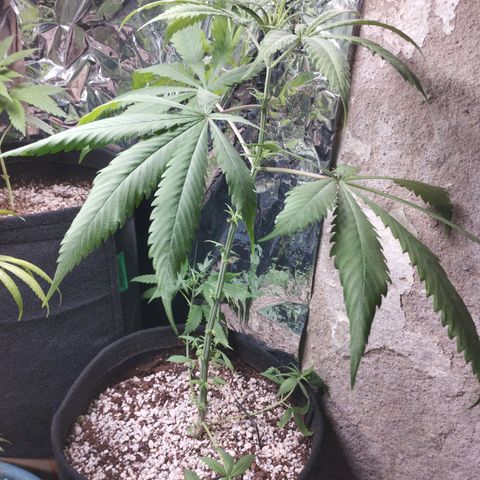 Skunk da matinha ♀️ growlog timeline photo