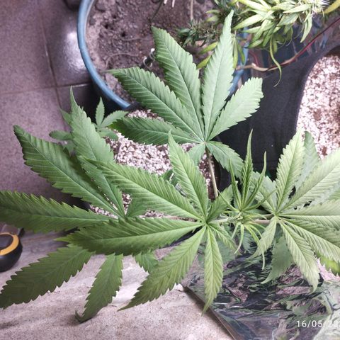 Skunk da matinha ♀️ growlog timeline photo