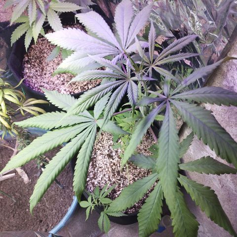Skunk da matinha ♀️ growlog timeline photo