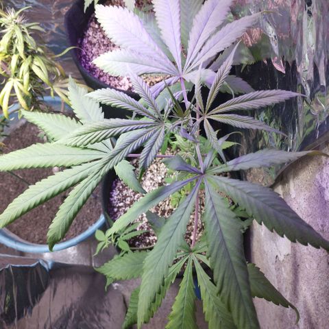 Skunk da matinha ♀️ growlog timeline photo